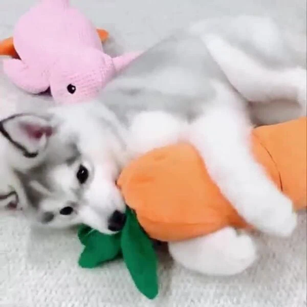 Carrot plush dog toy manufacturer