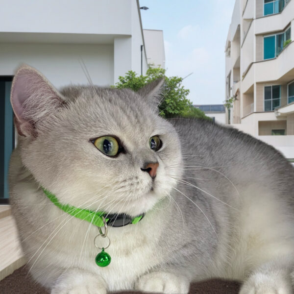 Factory of cat collars with bells