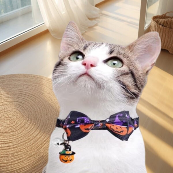 Custom halloween cat collar with bell