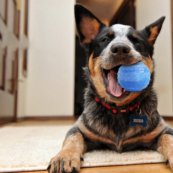 Frozen chew ball dog toy factory