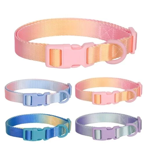 Dog lead collar & harness