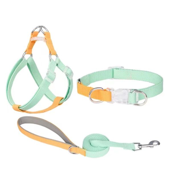 Dual dog collar