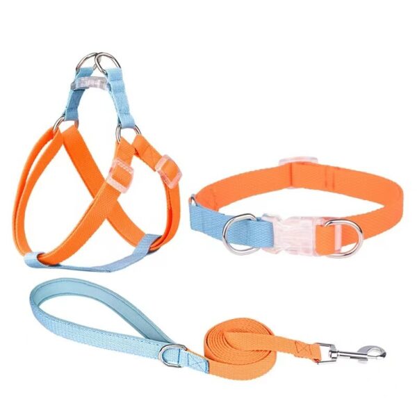 Dual dog collar