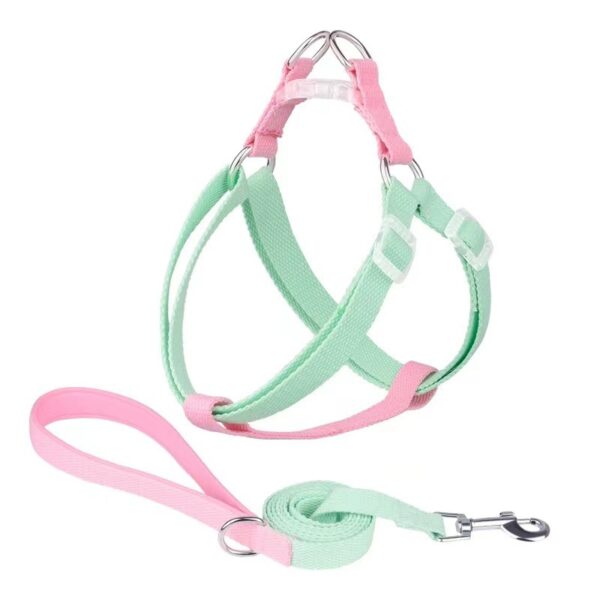 Dual dog collar