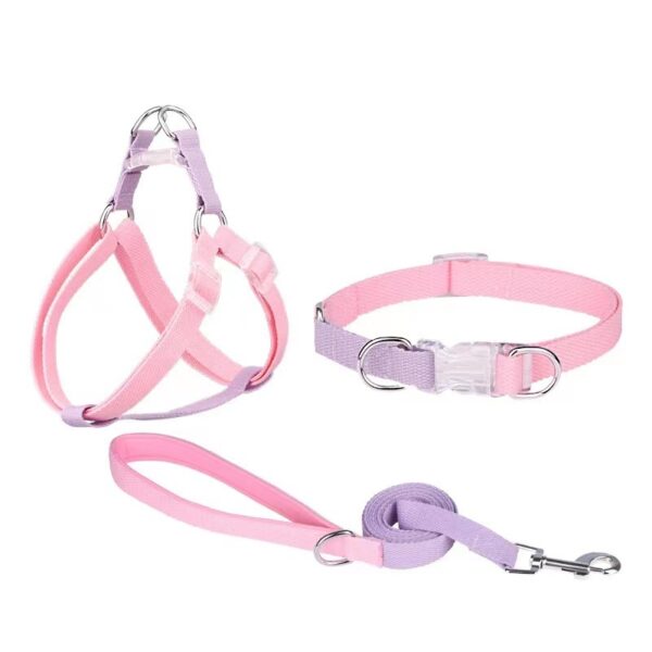 Dual dog collar